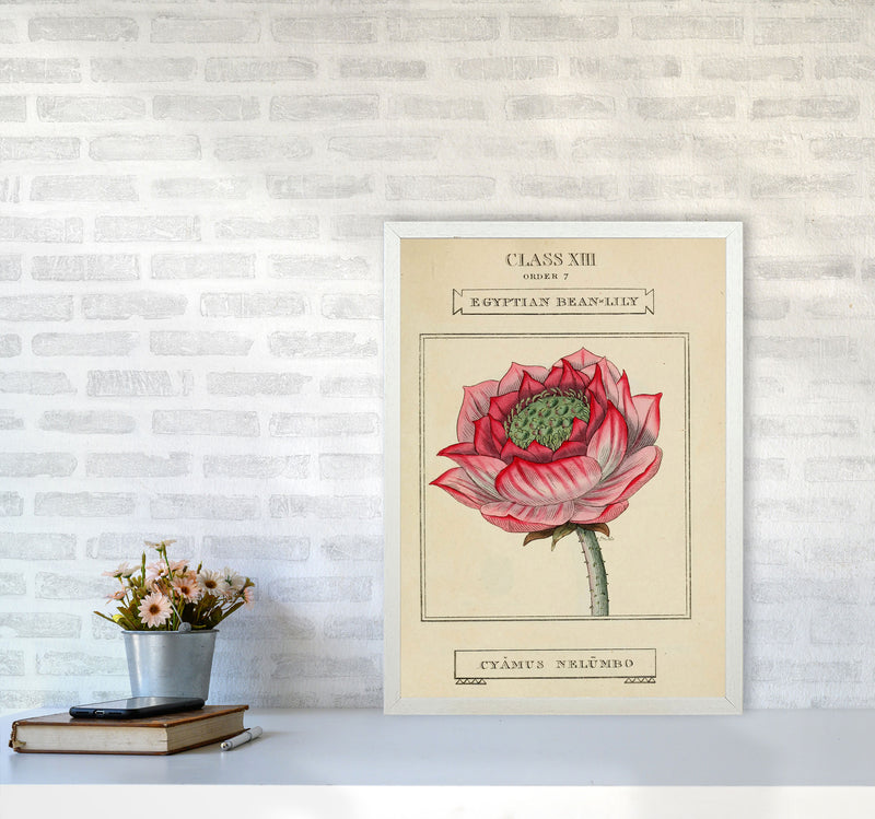 Vintage Flower Series 7 Art Print by Jason Stanley A2 Oak Frame