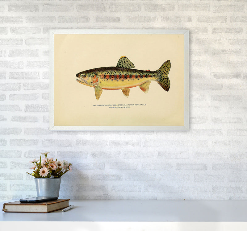 Golden Trout Illustration Art Print by Jason Stanley A2 Oak Frame