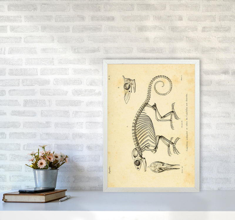 Chameleon Skeleton System Art Print by Jason Stanley A2 Oak Frame