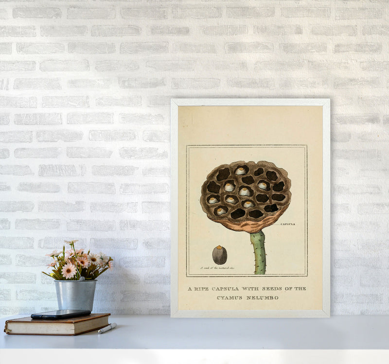 Vintage Flower Series 3 Art Print by Jason Stanley A2 Oak Frame