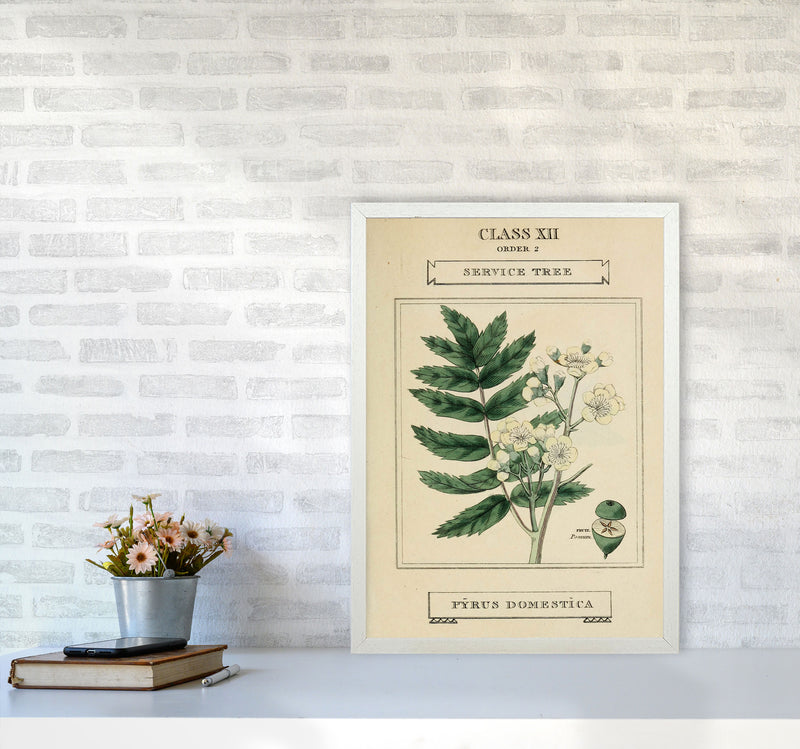 Vintage Flower Series 5 Art Print by Jason Stanley A2 Oak Frame