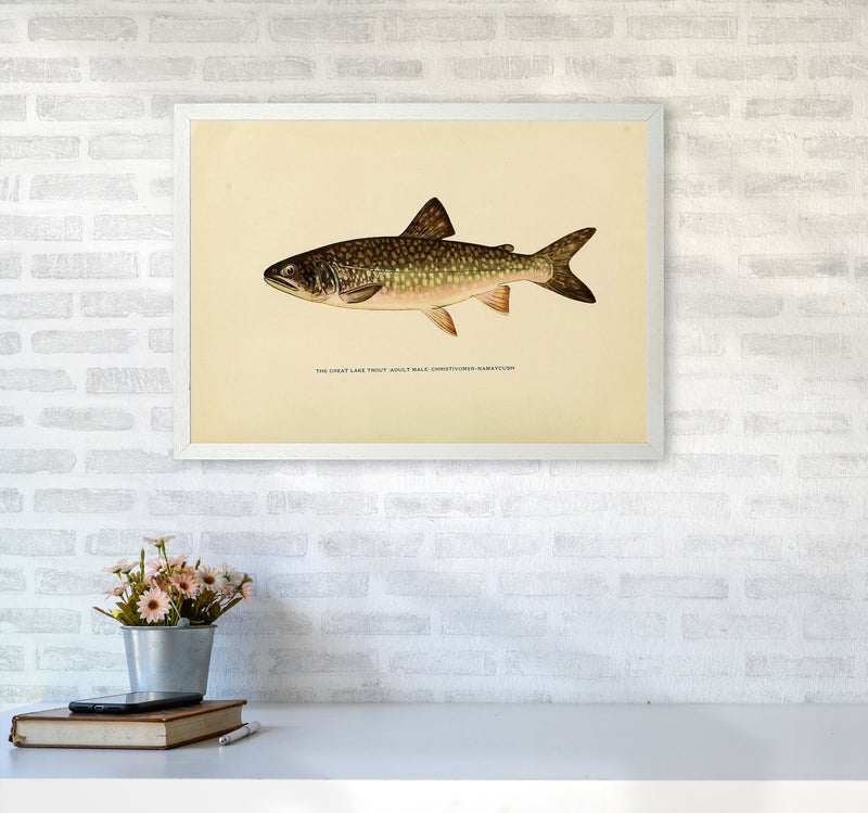 Lake Trout Illustration Art Print by Jason Stanley A2 Oak Frame