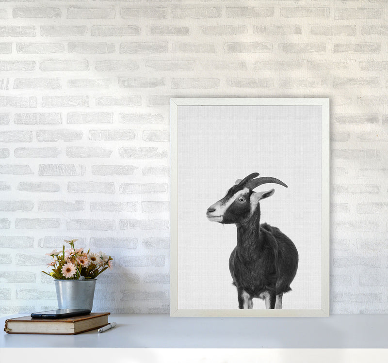 This Goat Takes The Cake Art Print by Jason Stanley A2 Oak Frame