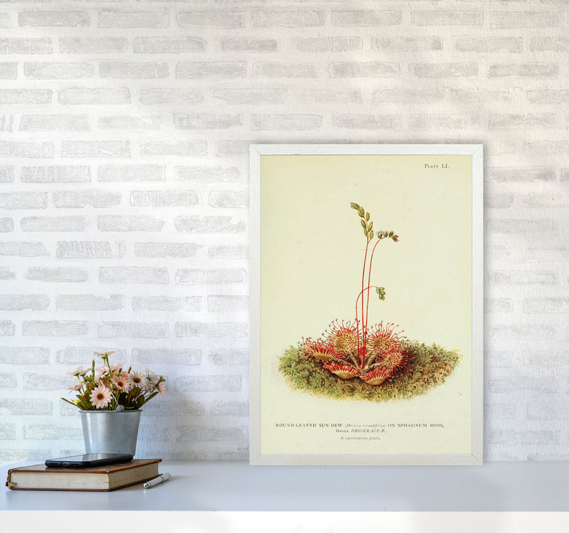 A Carnivorous Plant Art Print by Jason Stanley A2 Oak Frame