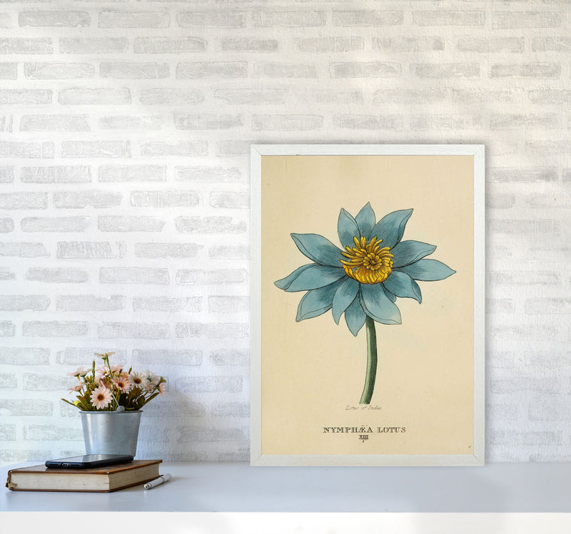 Vintage Lotus Flower Art Print by Jason Stanley A2 Oak Frame