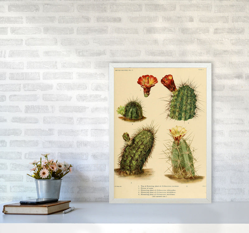 Cactus Series 1 Art Print by Jason Stanley A2 Oak Frame