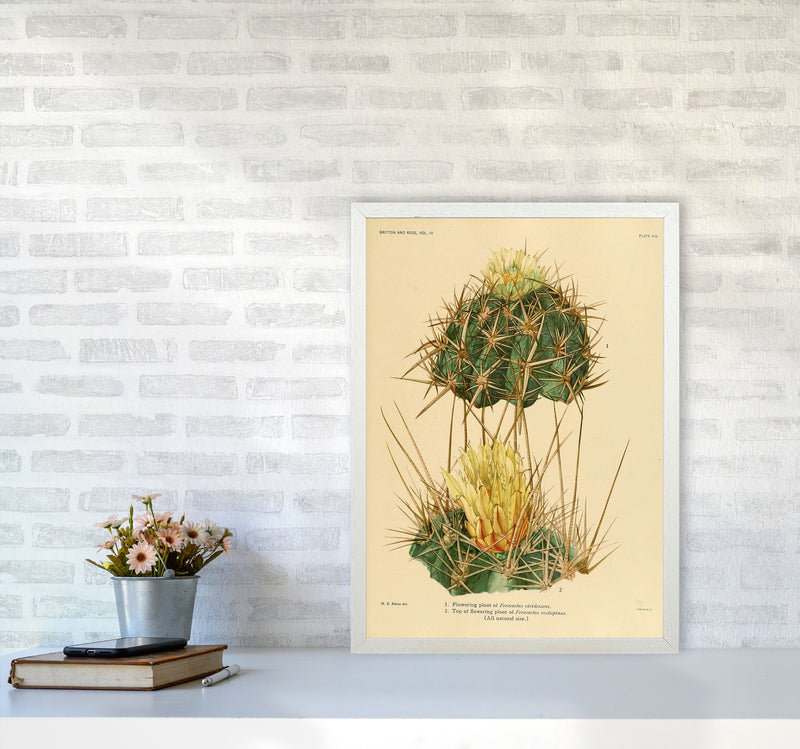 Cactus Series 10 Art Print by Jason Stanley A2 Oak Frame