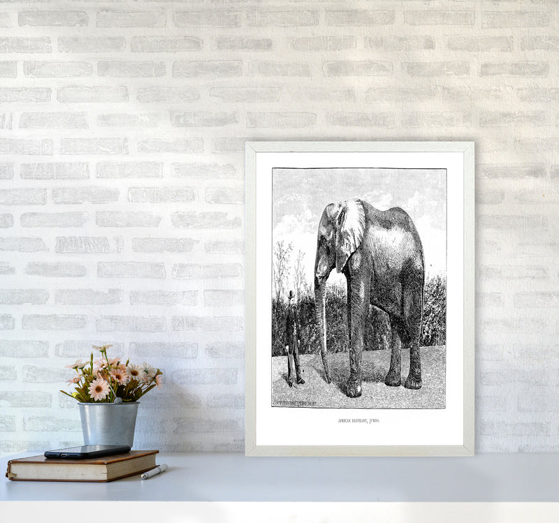 African Elephant Art Print by Jason Stanley A2 Oak Frame