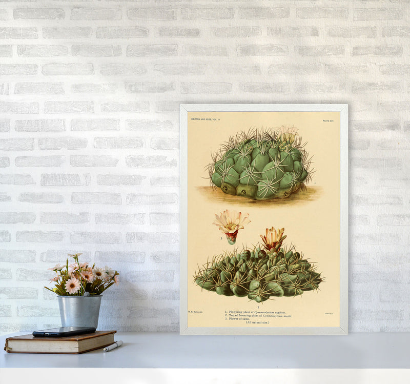 Cactus Series 12 Art Print by Jason Stanley A2 Oak Frame