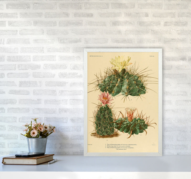 Cactus Series 11 Art Print by Jason Stanley A2 Oak Frame
