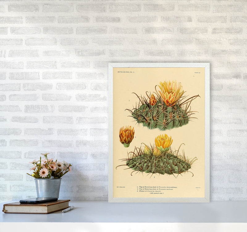 Cactus Series 9 Art Print by Jason Stanley A2 Oak Frame