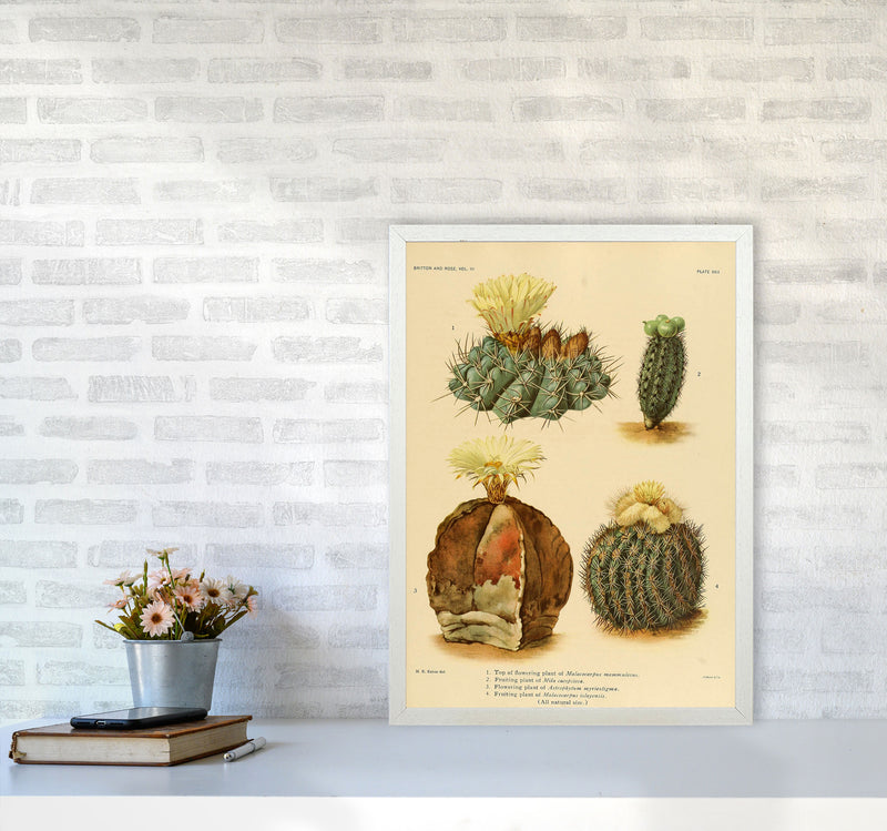 Cactus Series 16 Art Print by Jason Stanley A2 Oak Frame