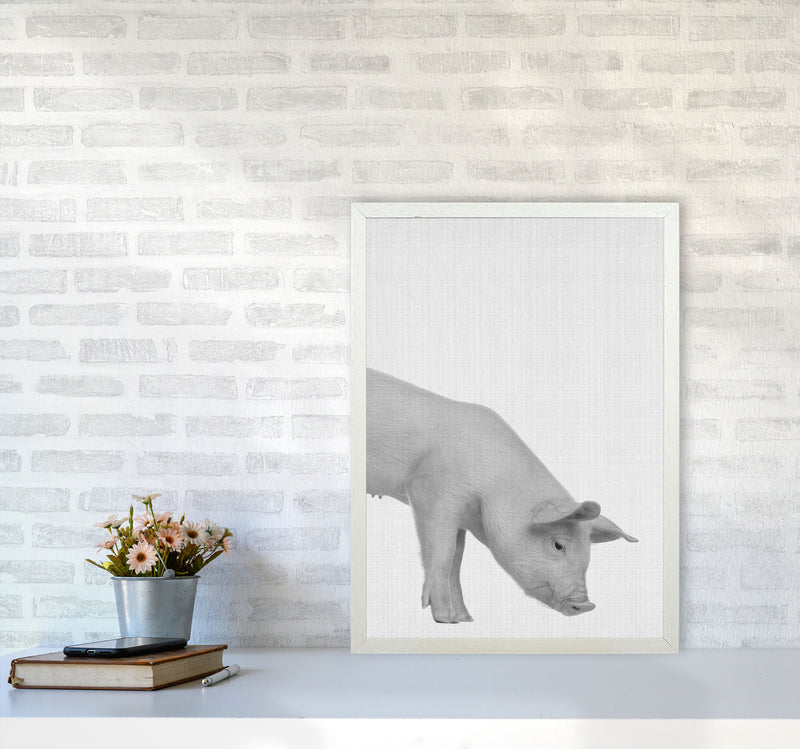 The Cleanest Pig Art Print by Jason Stanley A2 Oak Frame