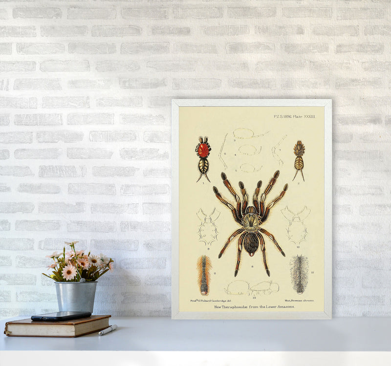 Vintage Tarantula Art Print by Jason Stanley A2 Oak Frame