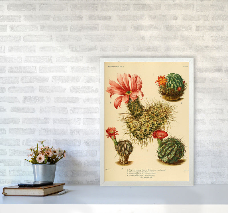 Cactus Series 4 Art Print by Jason Stanley A2 Oak Frame