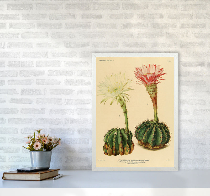 Cactus Series 5 Art Print by Jason Stanley A2 Oak Frame