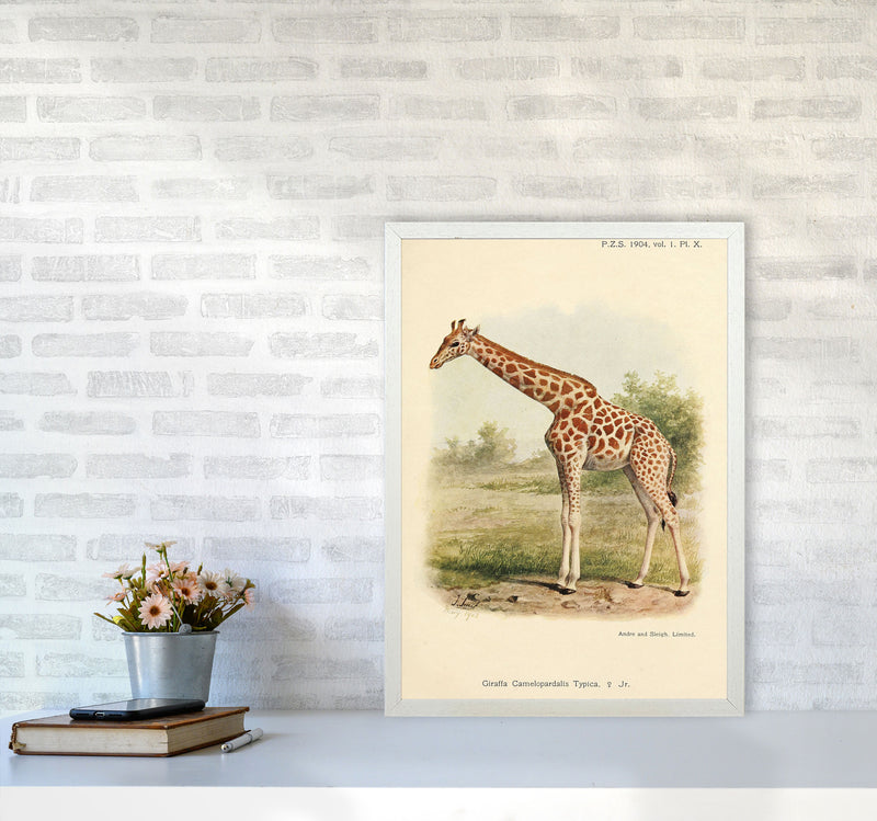 The Gentle Giraffe Art Print by Jason Stanley A2 Oak Frame