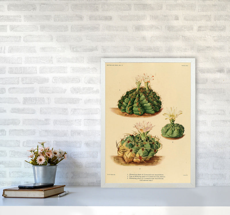 Cactus Series 13 Art Print by Jason Stanley A2 Oak Frame