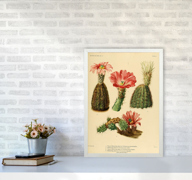 Cactus Series 2 Art Print by Jason Stanley A2 Oak Frame
