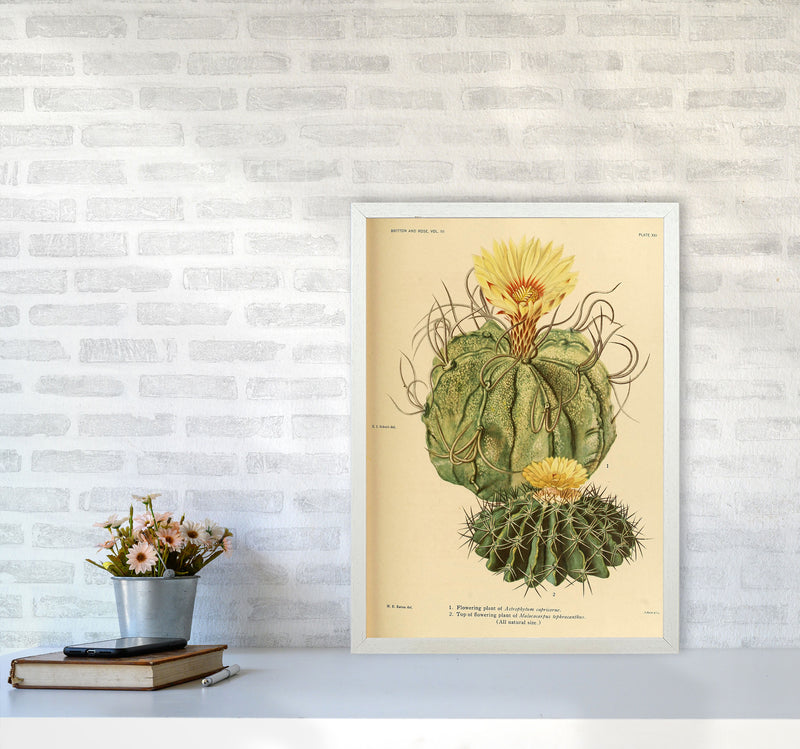 Cactus Series 15 Art Print by Jason Stanley A2 Oak Frame