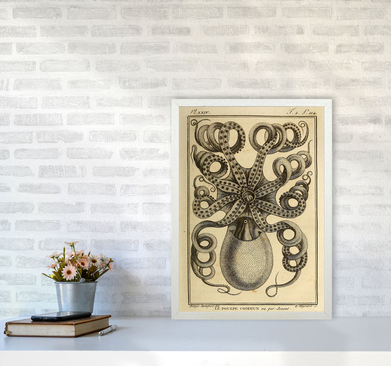 Vintage Octopus Art Print by Jason Stanley A2 Oak Frame