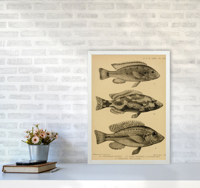 Various Fish Art Print by Jason Stanley A2 Oak Frame