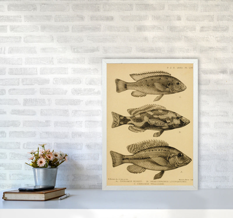 Vintage Fish Art Print by Jason Stanley A2 Oak Frame