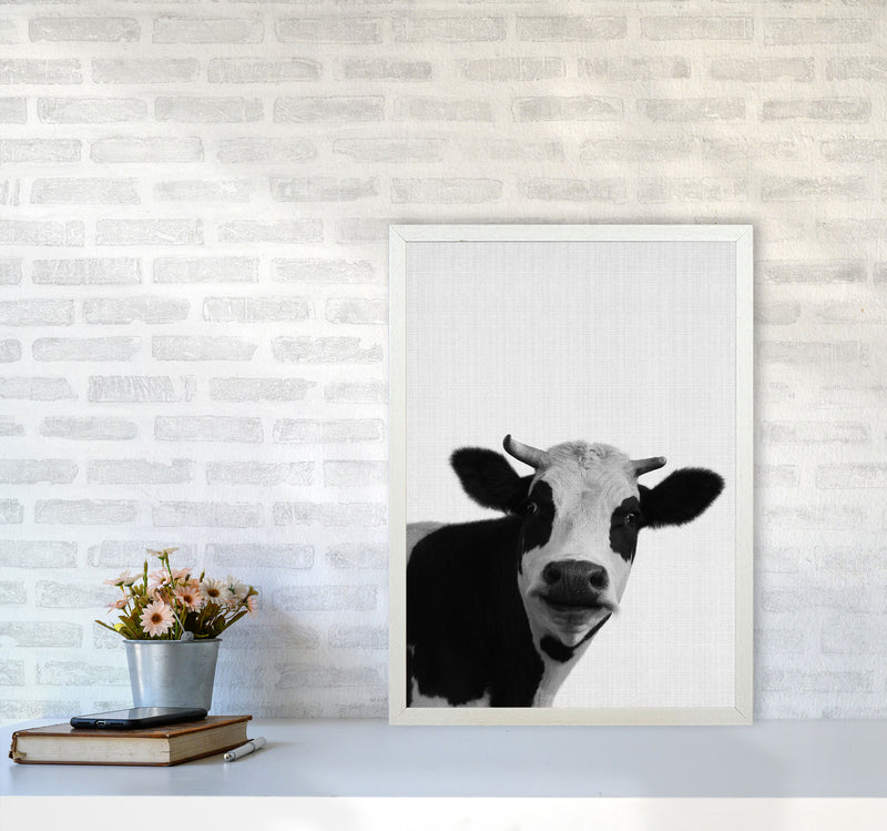 Holy Cow Art Print by Jason Stanley A2 Oak Frame