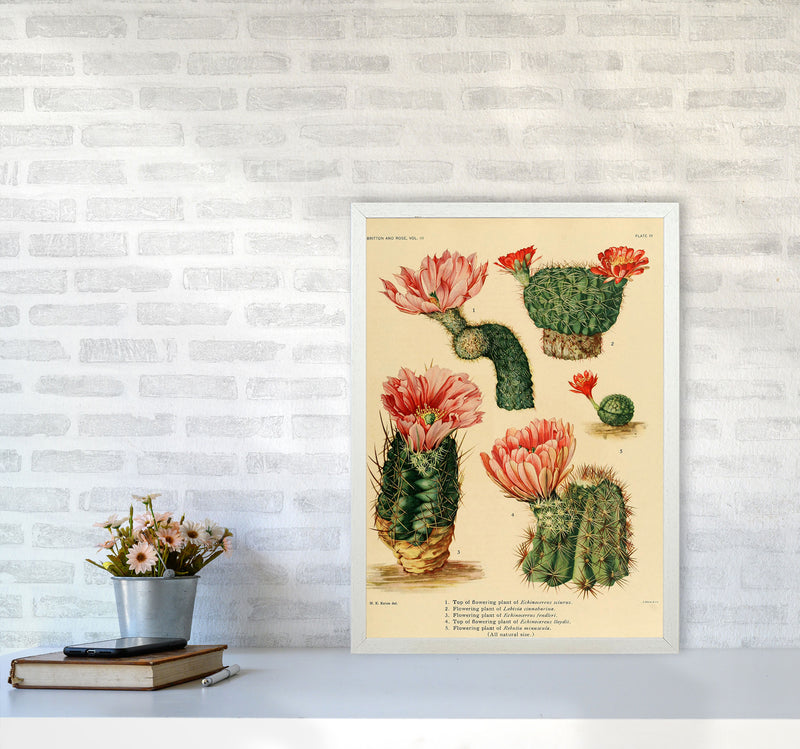 Cactus Series 3 Art Print by Jason Stanley A2 Oak Frame