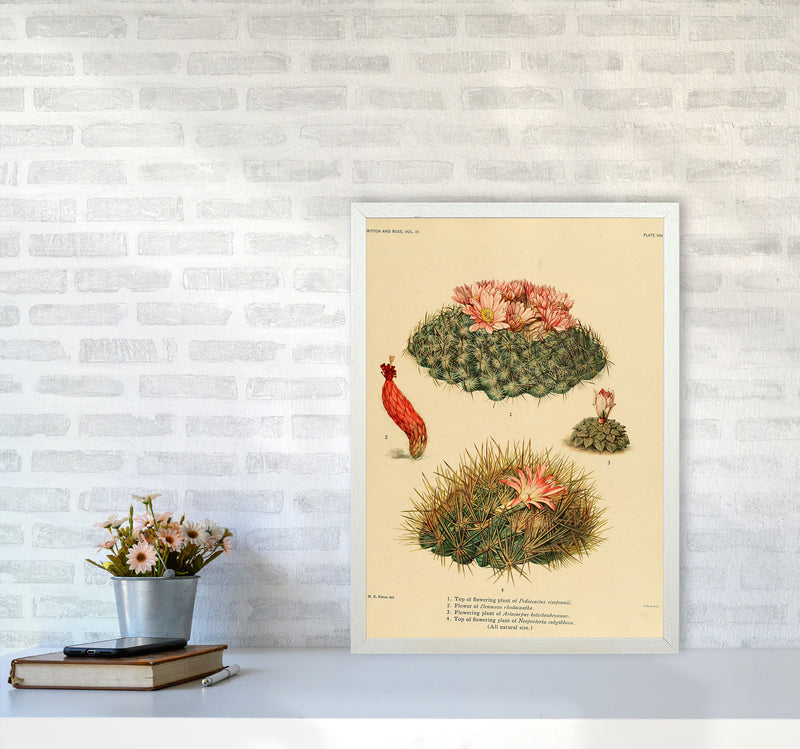 Cactus Series 7 Art Print by Jason Stanley A2 Oak Frame
