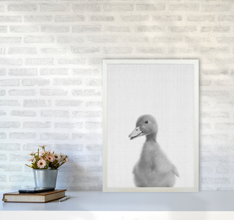 Curious Duck Art Print by Jason Stanley A2 Oak Frame