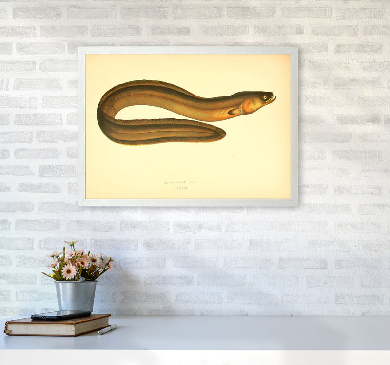 Broad Nosed Eel Art Print by Jason Stanley A2 Oak Frame