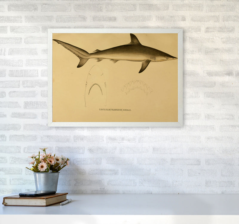 Shark Series 4 Art Print by Jason Stanley A2 Oak Frame
