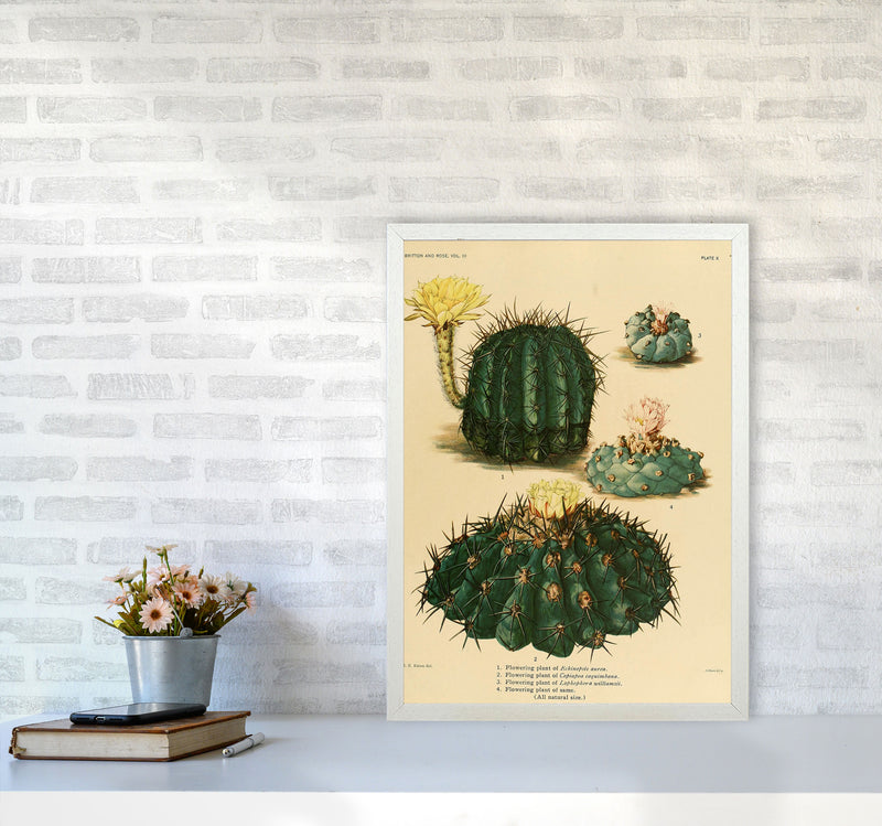 Cactus Series8 Art Print by Jason Stanley A2 Oak Frame