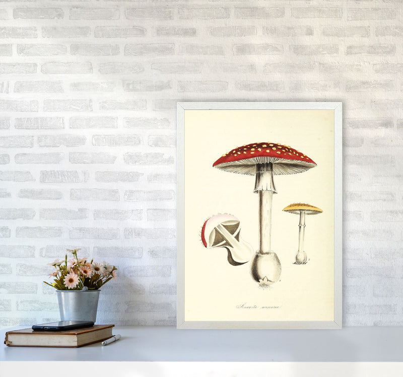 Magic Mushrooms Art Print by Jason Stanley A2 Oak Frame