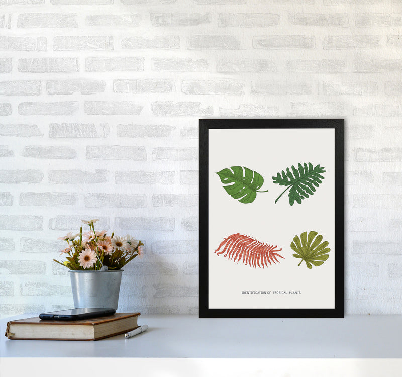 Identification Of Tropical Plants Art Print by Jason Stanley A3 White Frame