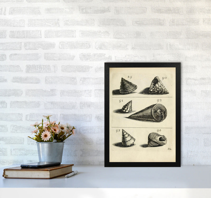 Set Of Vintage Shells Art Print by Jason Stanley A3 White Frame