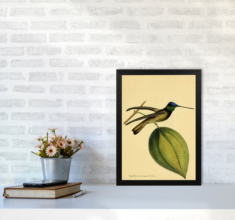 Crowned Humming Bird Art Print by Jason Stanley A3 White Frame