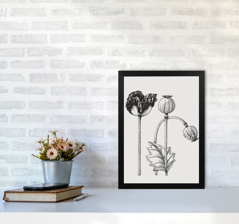 Vintage Poppy Plant Art Print by Jason Stanley A3 White Frame