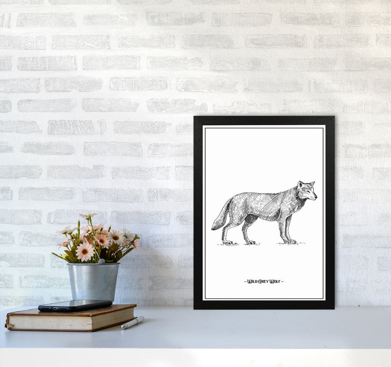 Wild Grey Wolf Art Print by Jason Stanley A3 White Frame