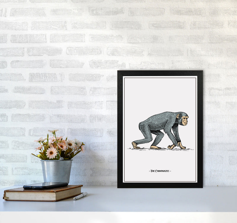 The Chimpanzee Art Print by Jason Stanley A3 White Frame