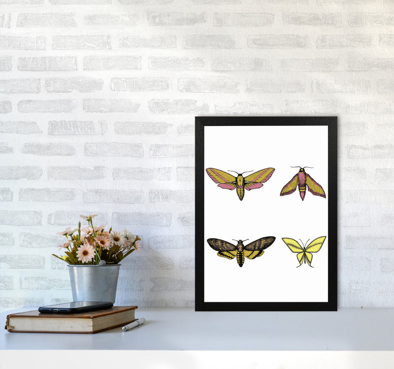 Vintage Moths Art Print by Jason Stanley A3 White Frame
