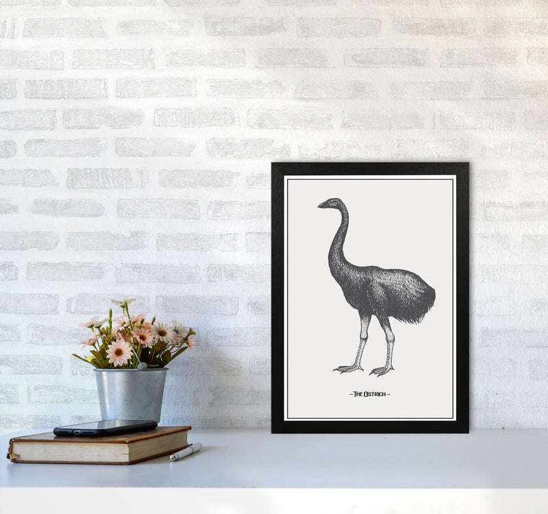The Ostrich Art Print by Jason Stanley A3 White Frame