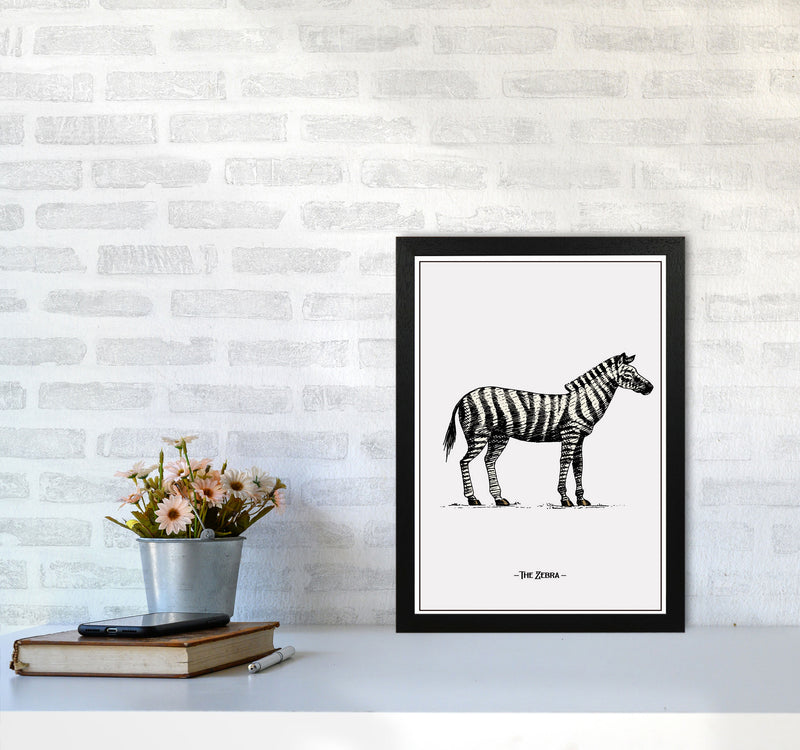 The Zebra Art Print by Jason Stanley A3 White Frame