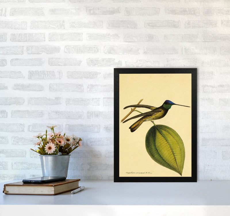Sapphire Crowned Hummingbird Art Print by Jason Stanley A3 White Frame
