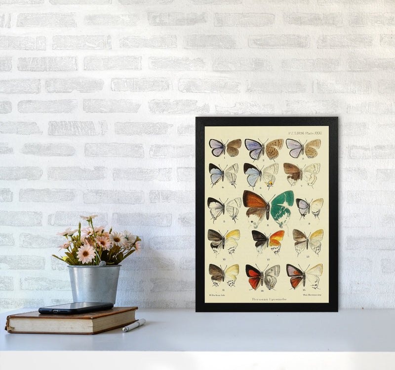 Vintage Butterfly Assortment Art Print by Jason Stanley A3 White Frame