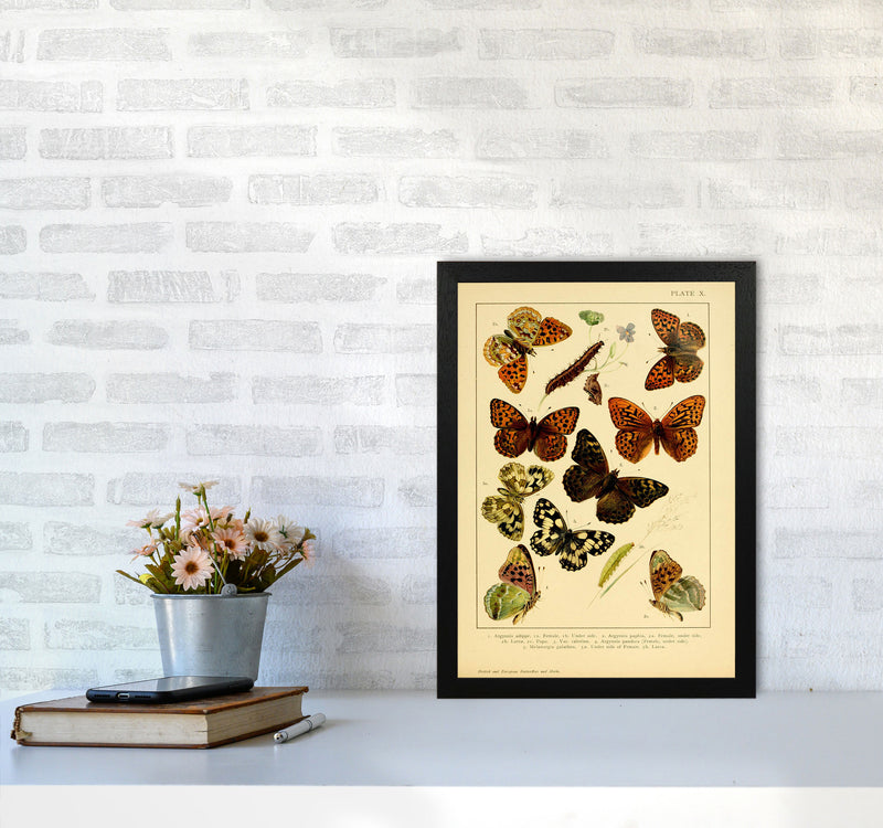 Vintage Butterfly Illustration Art Print by Jason Stanley A3 White Frame