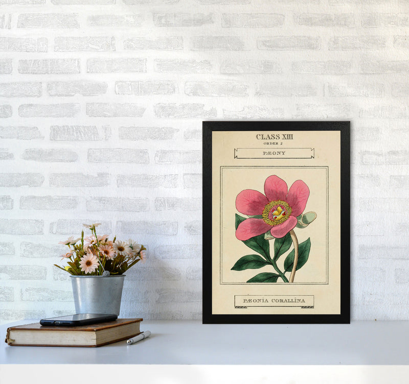 Vintage Flower Series 6 Art Print by Jason Stanley A3 White Frame