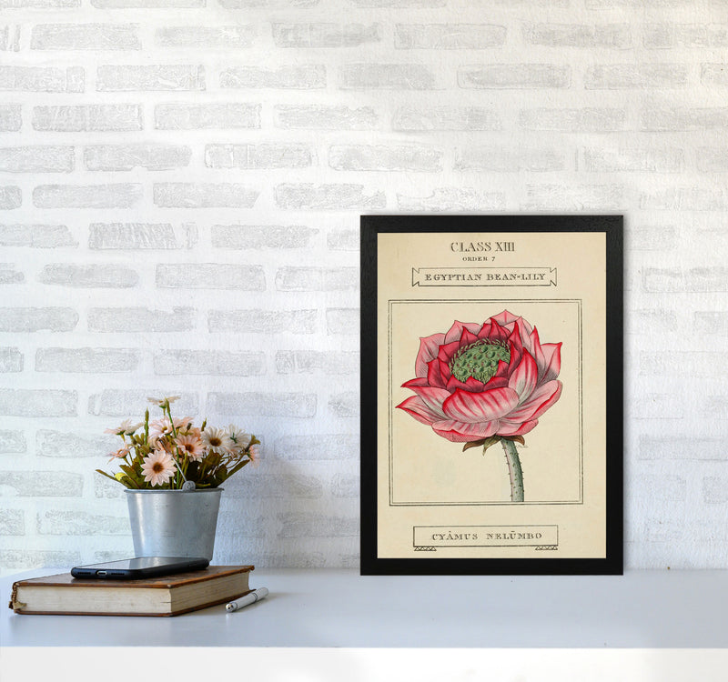 Vintage Flower Series 7 Art Print by Jason Stanley A3 White Frame