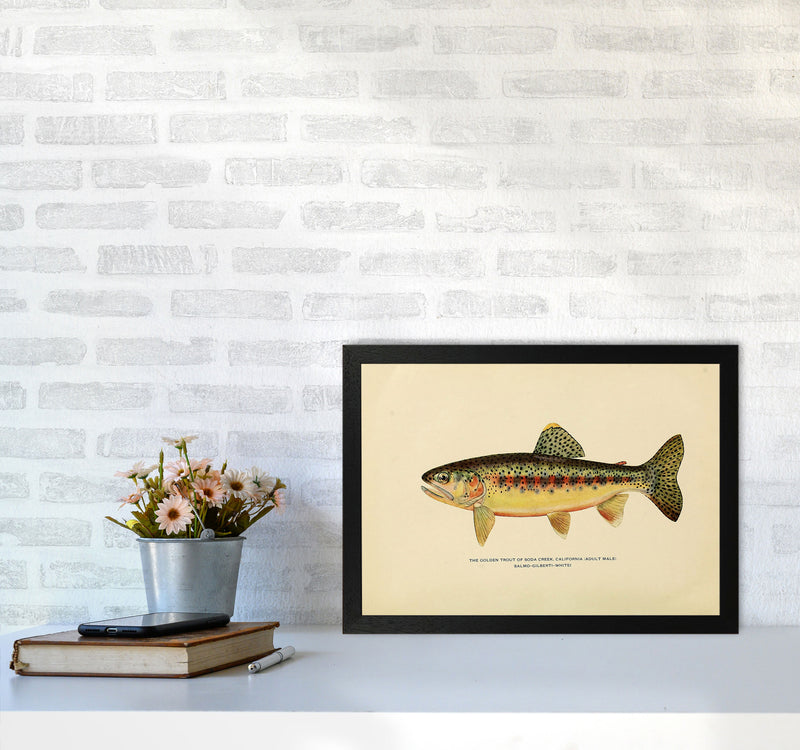 Golden Trout Illustration Art Print by Jason Stanley A3 White Frame